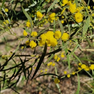 Acacia dawsonii at Goulburn, NSW - 24 Aug 2024 by trevorpreston