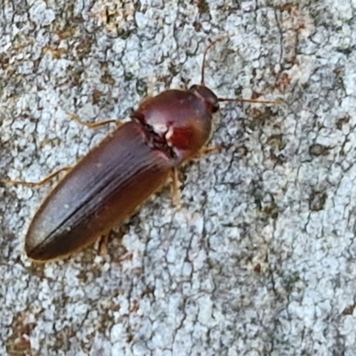 Elateridae sp. (family) (Unidentified click beetle) at Goulburn, NSW - 24 Aug 2024 by trevorpreston