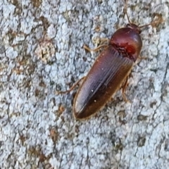 Elateridae sp. (family) at Goulburn, NSW - 24 Aug 2024