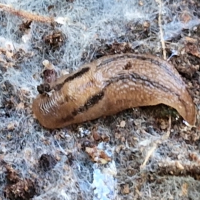 Ambigolimax sp. (valentius and waterstoni) (Striped Field Slug) at Goulburn, NSW - 24 Aug 2024 by trevorpreston