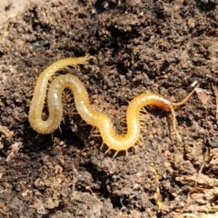 Geophilomorpha sp. (order) (Earth or soil centipede) at Goulburn, NSW - 24 Aug 2024 by trevorpreston