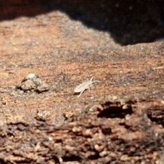 Entomobryomorpha (order) at Goulburn, NSW - 24 Aug 2024 02:48 PM