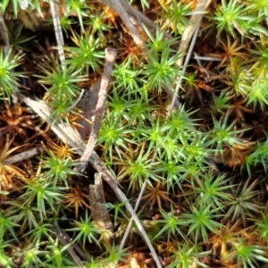 Polytrichaceae sp. (family) at Goulburn, NSW - 24 Aug 2024 02:36 PM