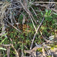 Polytrichaceae sp. (family) at Goulburn, NSW - 24 Aug 2024 02:36 PM