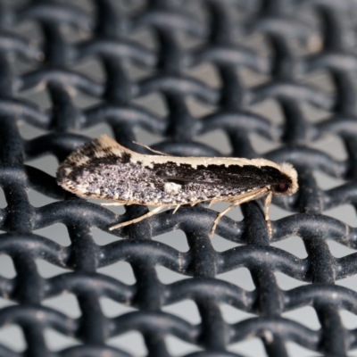 Monopis crocicapitella (Bird Nest Moth) at Harrison, ACT - 23 Aug 2024 by DPRees125