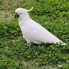 Cacatua galerita (Sulphur-crested Cockatoo) at Mawson, ACT - 19 Aug 2024 by KateU