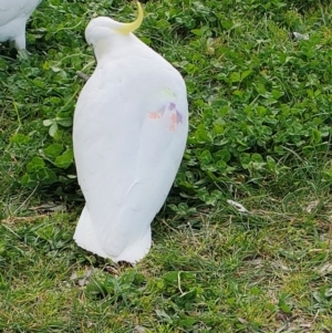 Cacatua galerita at Mawson, ACT - 19 Aug 2024