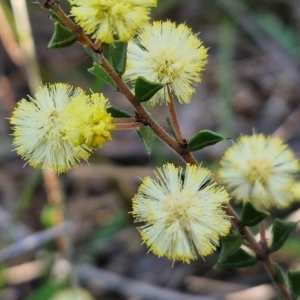 Acacia gunnii at Goulburn, NSW - 24 Aug 2024 02:35 PM