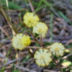 Acacia gunnii at Goulburn, NSW - 24 Aug 2024 02:35 PM