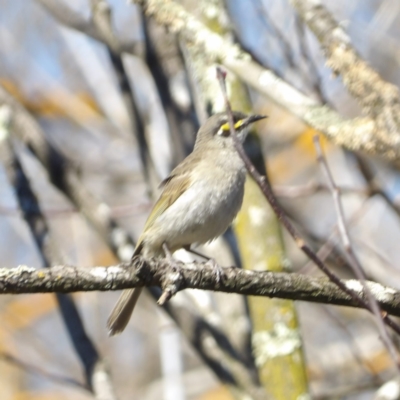 Caligavis chrysops (Yellow-faced Honeyeater) at Braidwood, NSW - 24 Aug 2024 by MatthewFrawley