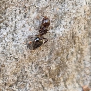 Crematogaster sp. (genus) at Goulburn, NSW - 24 Aug 2024 02:33 PM