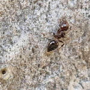 Crematogaster sp. (genus) at Goulburn, NSW - 24 Aug 2024 02:33 PM