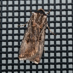 Agrotis munda (Brown Cutworm) at Harrison, ACT - 23 Aug 2024 by DPRees125