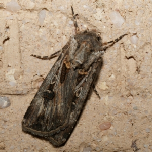 Agrotis munda at Harrison, ACT - 23 Aug 2024