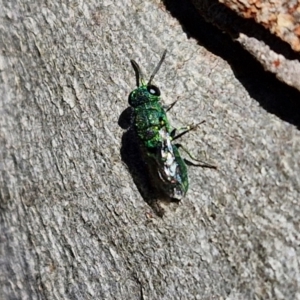 Chrysididae (family) at Goulburn, NSW - 24 Aug 2024 02:32 PM