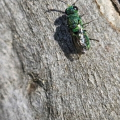 Chrysididae (family) at Goulburn, NSW - 24 Aug 2024 02:32 PM