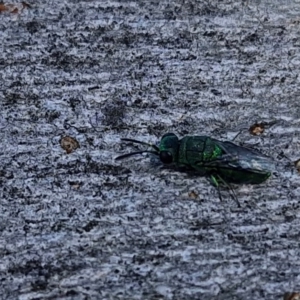 Chrysididae (family) at Goulburn, NSW - 24 Aug 2024 02:32 PM