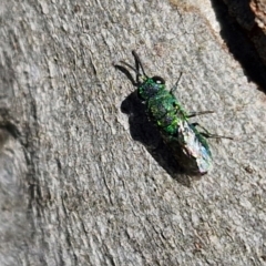 Chrysididae (family) at Goulburn, NSW - 24 Aug 2024 02:32 PM