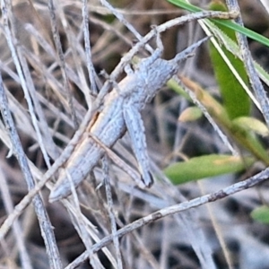 Coryphistes ruricola at Goulburn, NSW - 24 Aug 2024 02:26 PM