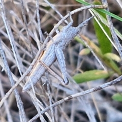 Coryphistes ruricola at Goulburn, NSW - 24 Aug 2024