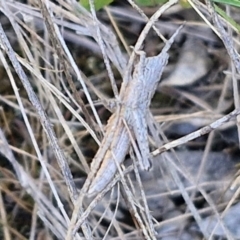 Coryphistes ruricola at Goulburn, NSW - 24 Aug 2024 02:26 PM