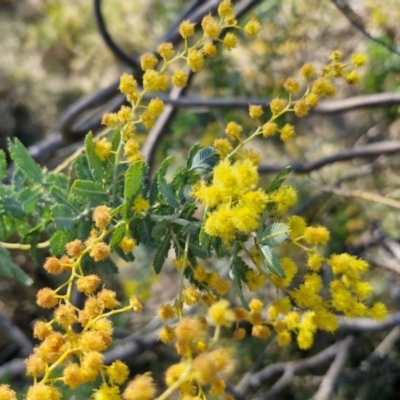 Acacia baileyana (Cootamundra Wattle, Golden Mimosa) at Goulburn, NSW - 24 Aug 2024 by trevorpreston