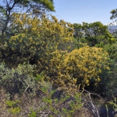 Acacia baileyana at Goulburn, NSW - 24 Aug 2024