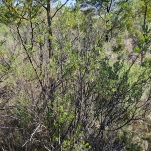 Grevillea arenaria subsp. arenaria at Goulburn, NSW - 24 Aug 2024