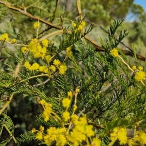 Acacia decurrens at Goulburn, NSW - 24 Aug 2024 02:22 PM