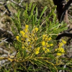 Acacia decurrens at Goulburn, NSW - 24 Aug 2024 02:22 PM