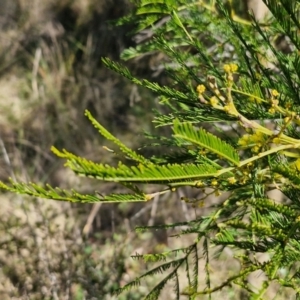 Acacia decurrens at Goulburn, NSW - 24 Aug 2024 02:22 PM