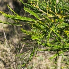 Acacia decurrens at Goulburn, NSW - 24 Aug 2024 02:22 PM