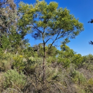 Acacia decurrens at Goulburn, NSW - 24 Aug 2024 02:22 PM