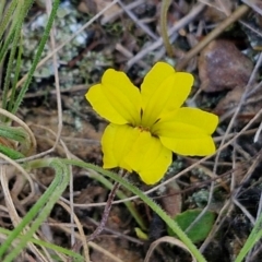 Goodenia hederacea subsp. hederacea (Ivy Goodenia, Forest Goodenia) at Goulburn, NSW - 24 Aug 2024 by trevorpreston