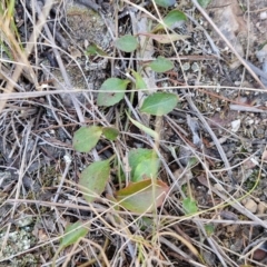 Goodenia hederacea subsp. hederacea at Goulburn, NSW - 24 Aug 2024