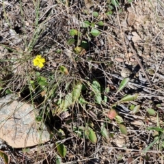 Goodenia hederacea subsp. hederacea at Goulburn, NSW - 24 Aug 2024 02:21 PM