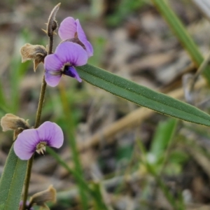 Hovea heterophylla at Goulburn, NSW - 24 Aug 2024 02:19 PM