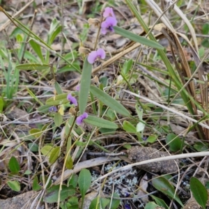 Hovea heterophylla at Goulburn, NSW - 24 Aug 2024 02:19 PM