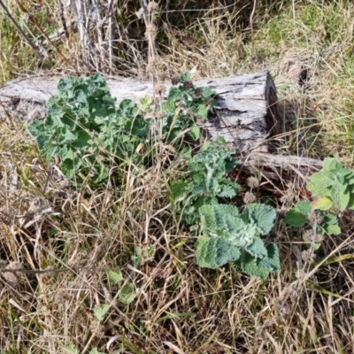 Marrubium vulgare (Horehound) at O'Connor, ACT - 10 Aug 2024 by jpittock