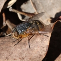 Calliphora stygia (Brown blowfly or Brown bomber) at Beechworth, VIC - 24 Aug 2024 by KylieWaldon