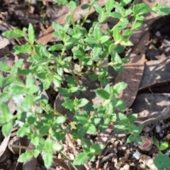 Gonocarpus tetragynus (Common Raspwort) at Beechworth, VIC - 24 Aug 2024 by KylieWaldon