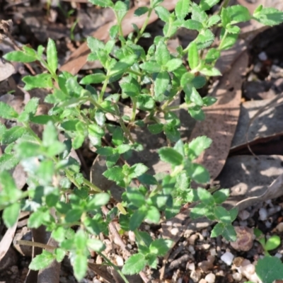 Gonocarpus tetragynus (Common Raspwort) at Beechworth, VIC - 24 Aug 2024 by KylieWaldon