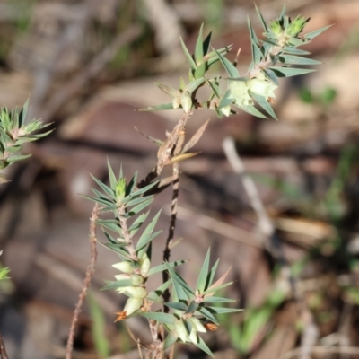 Melichrus urceolatus (Urn Heath) at Beechworth, VIC - 24 Aug 2024 by KylieWaldon