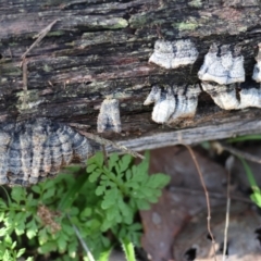 Stereum hirsutum at Beechworth, VIC - 24 Aug 2024 by KylieWaldon