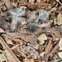 Antechinus agilis (Agile Antechinus) at Tharwa, ACT - 23 Aug 2024 by SWishart