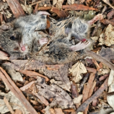 Antechinus agilis (Agile Antechinus) at Tharwa, ACT - 23 Aug 2024 by SWishart