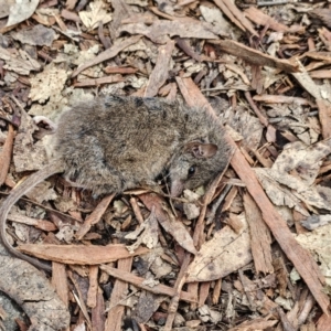 Antechinus agilis at Tharwa, ACT - 23 Aug 2024 08:32 AM