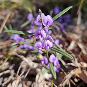 Hovea heterophylla at Bombay, NSW - 24 Aug 2024 12:45 PM