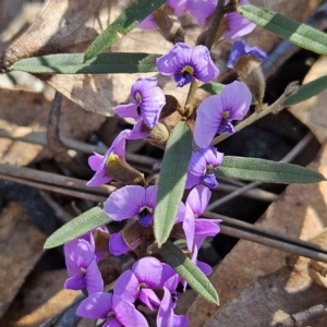 Hovea heterophylla at Bombay, NSW - 24 Aug 2024 12:45 PM