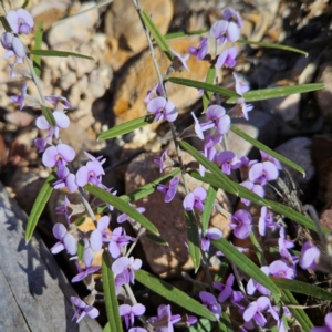 Hovea heterophylla at Bombay, NSW - 24 Aug 2024 12:45 PM